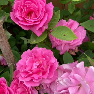 Фото розы зефирин дроухин с высоким разрешением, jpg формат