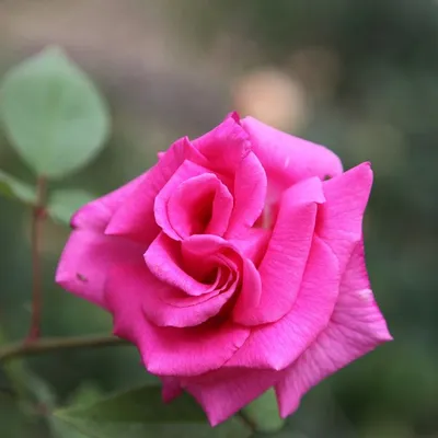 Красивая фотография розы зефирин дроухин в png формате