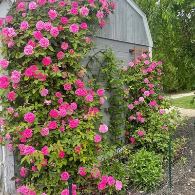 Фото розы зефирин дроухин для использования в медиа