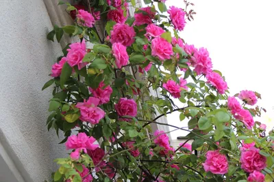 Качественная картинка розы зефирин дроухин во всех форматах