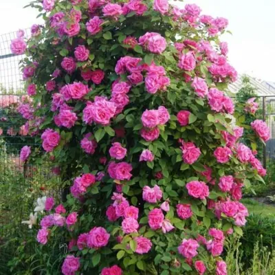 Красивая фотография розы зефирин дроухин