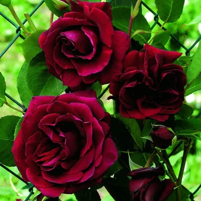 Удивительное фото розы зефирин дроухин на вашем фотоаппарате