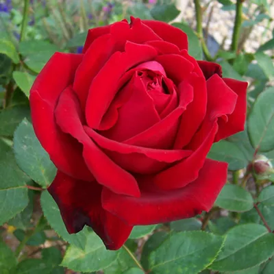 Впечатляющая фотография розы зефирин дроухин в png формате