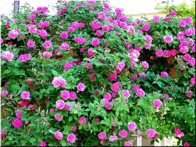 Фото розы зефирин дроухин с высоким разрешением для скачивания
