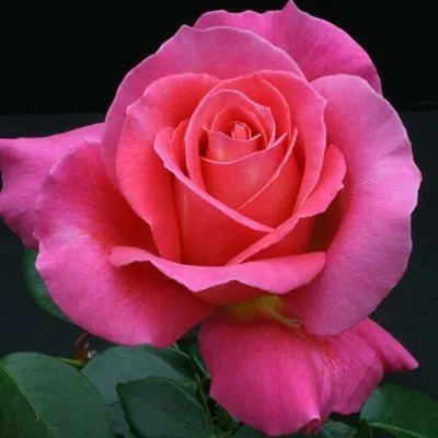 Красивая фотография розы зефирин дроухин в png формате для вдохновения