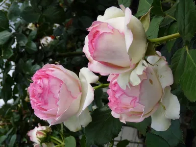 Фото розы зефирин дроухин для использования в социальных сетях
