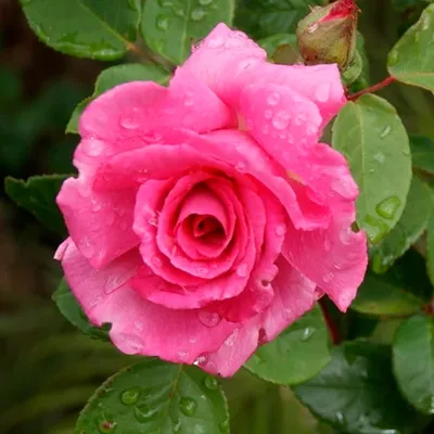 Изображение розы зефирин дроухин для оформления