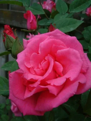 Качественная картинка розы зефирин дроухин в webp формате для загрузки