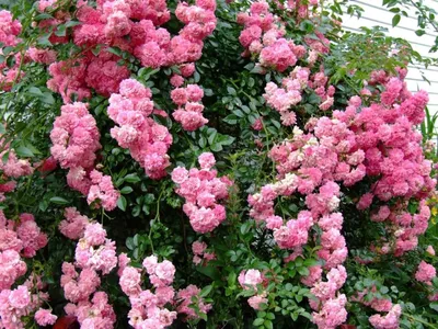 Удивительное фото розы зефирин дроухин на вашем экране в jpg формате