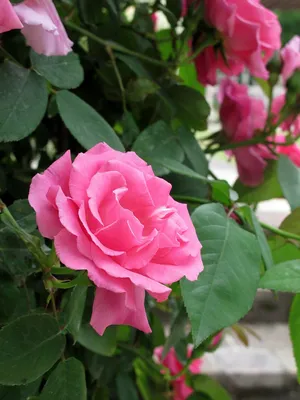 Фотка розы зефирин дроухин для скачивания, качественная и красочная.