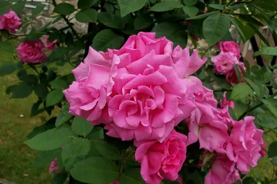 Фото розы зефирин дроухин для использования в дизайне