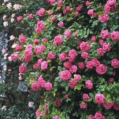 Качественная картинка розы зефирин дроухин в jpg формате