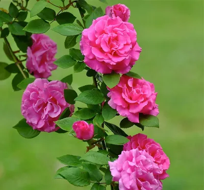 Удивительное фото розы зефирин дроухин