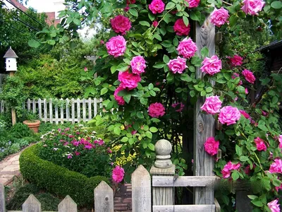 Фотка розы зефирин дроухин для скачивания