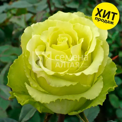 Изображение розы зеленый чай в формате jpg