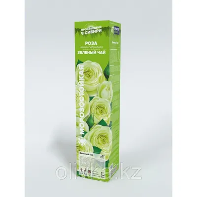 Фотография стильной розы зеленый чай в формате jpg