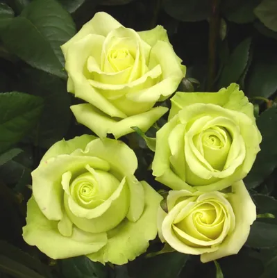 Фотка розы зеленый чай с высоким разрешением