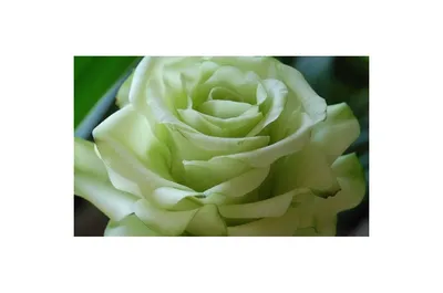 Фото розы зеленый чай в формате webp для быстрой загрузки