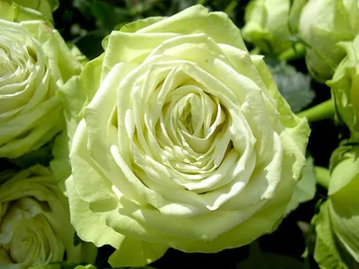 Фотография чудесной розы зеленый чай с возможностью выбора размера