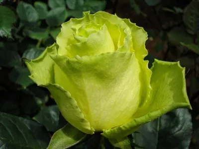 Фотка розы зеленый чай на фоне зеленой листвы