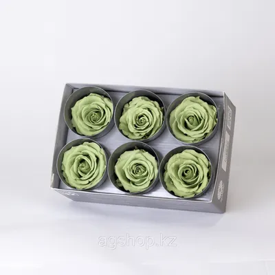 Фотка розы зеленый чай для скачивания в высоком качестве