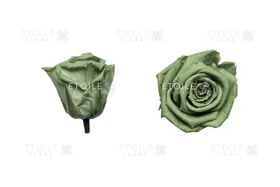 Изображение нежной розы зеленый чай с эффектом пикселизации