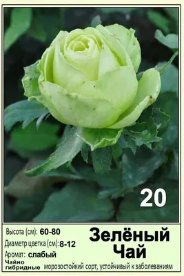 Фотка розы зеленый чай в формате webp для веб-страницы