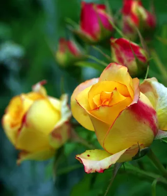 Фото розы зеленый чай в натуральных тонах