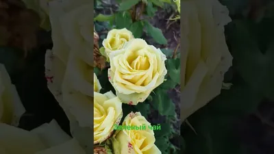 Картинка розы зеленый чай в формате png с эффектом блика