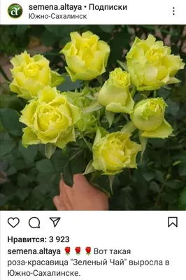 Изображение розы зеленый чай с эффектом винтажа