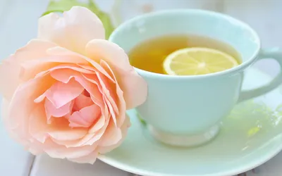 Фото розы зеленый чай с яркими цветами и возможностью выбора формата скачивания