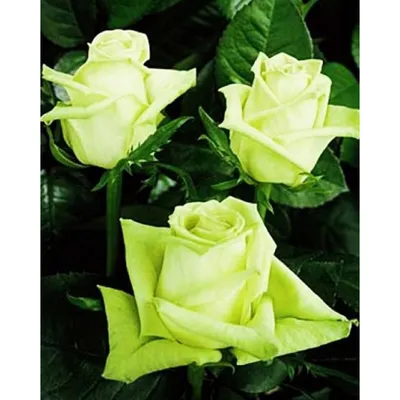 Фотография розы зеленый чай с возможностью изменения размера