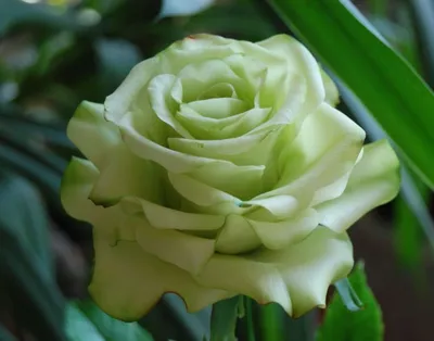 Фотка розы зеленый чай для сохранения в webp