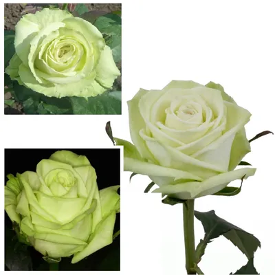 Изображение прекрасной розы зеленый чай
