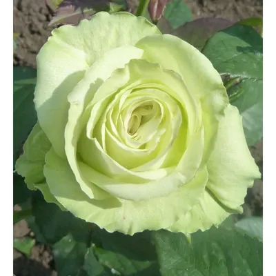 Фото розы зеленый чай для использования в дизайне