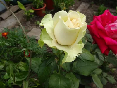 Великолепная роза жаде на фото.