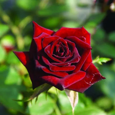 Фотка розы жаде для использования в дизайне.