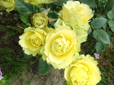 Изображение розы жаде в формате png.