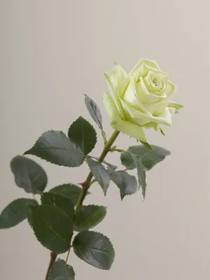 Фотка розы жаде с эффектным освещением.