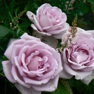 Роза зиси: изумительное фото высокого качества в формате JPG