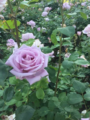Великолепная роза зиси на изображении: качество на высоте