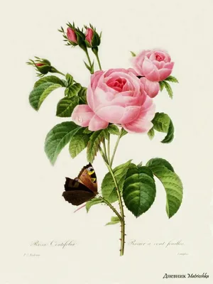 Изображение розы зиси: живопись цветов в вашем распоряжении