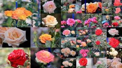 Вдохновляющая фотка розы зиси: ощутите магию ее красок