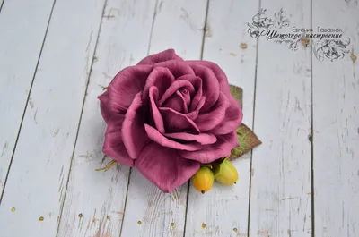 Фотография розы зиси: прикоснитесь к идеальной гармонии цветов
