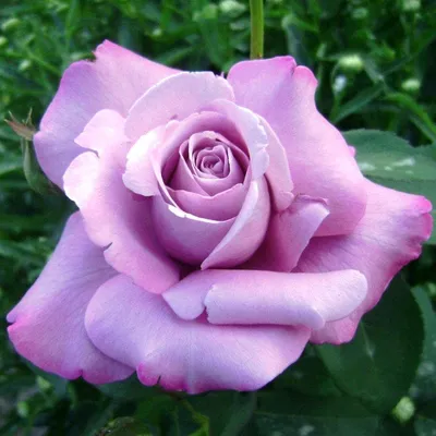 Фото розы зиси в формате PNG: красота без потери качества