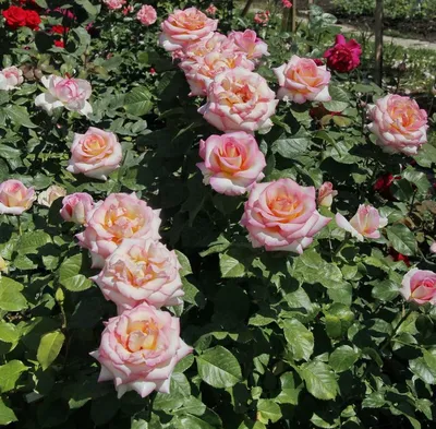 Фотка розы зиси: выберите желаемый размер для скачивания