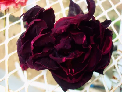 Изображение розы зиси: прекрасное дополнение для вашего рабочего стола