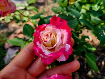 Фото розы зиси с высоким разрешением: самое лучшее для вас