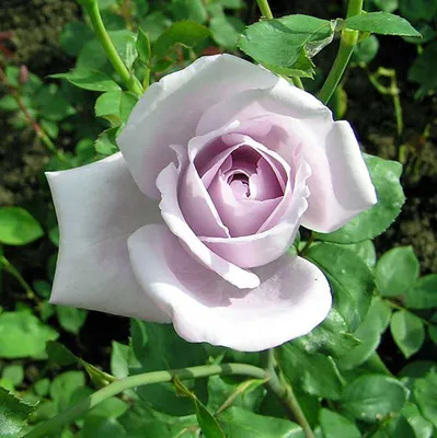 Картинка розы зиси: прикоснитесь к ее шикарной красоте
