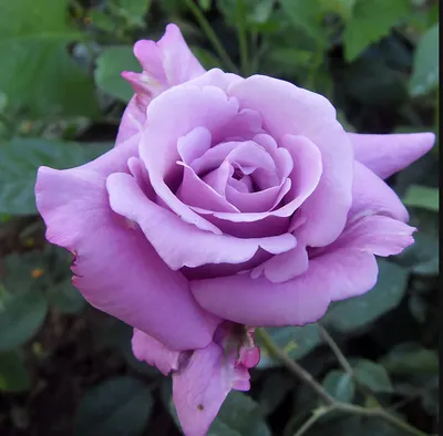 Изображение розы зиси: загляните в волшебный мир цветов